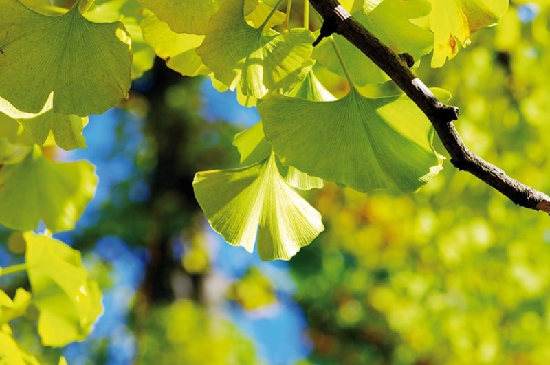 Ginkgo : entretenir son cerveau