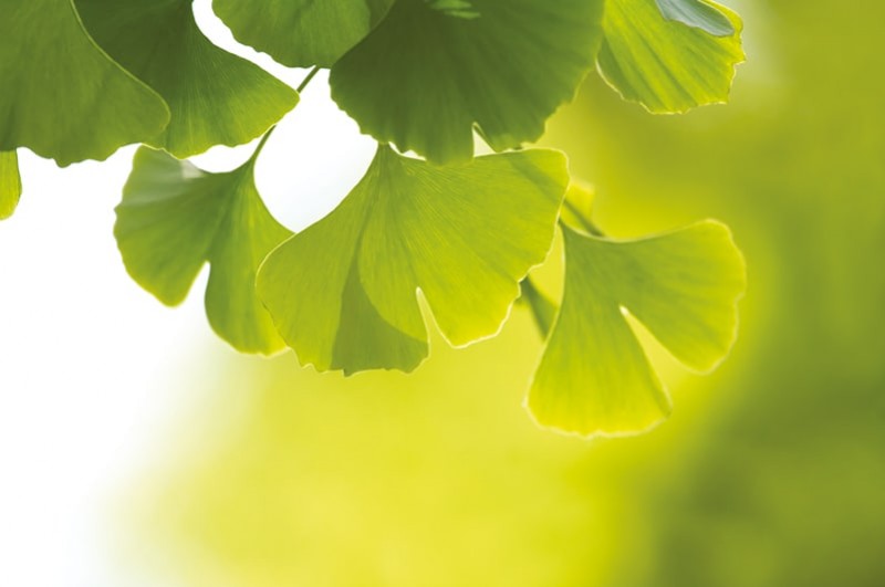 Ginkgo Biloba : ses bienfaits pour la santé et le bien-être