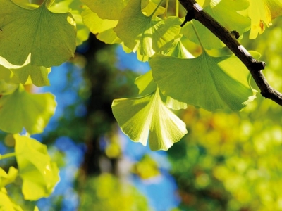 Ginkgo : entretenir son cerveau