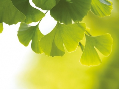 Ginkgo Biloba : ses bienfaits pour la santé et le bien-être
